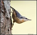 _2SB5286 red-breasted nuthatch